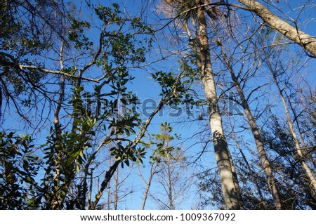 Florida swamp trees against a blue sky in summer