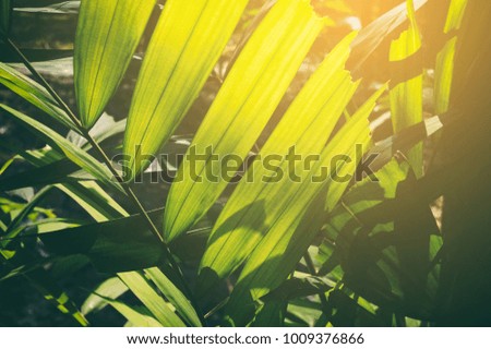 light and shadow of tropical jungle palm leaves background