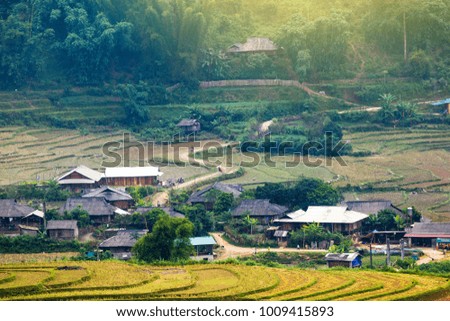 Rice fields on terraced of yellow green rice field landscape