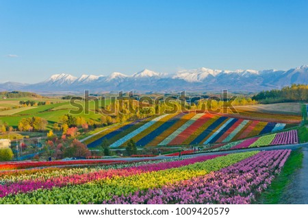 Panoramic Flower Gardens Shikisai hill in Biei, Hokkaido,Japan