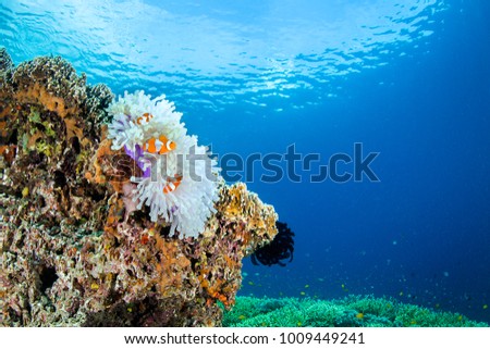 Anemone Fish, Raja Ampat, Indonesia