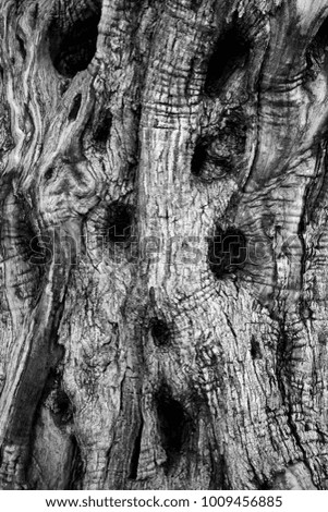 black and white wood texture. texture of the woody crust.
