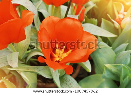 Close-up macro beautiful red yellow lush vibrant tulips, spring flowers on soft focus blurred toned floral background. Gentle spring romantic artistic postcard image desktop wallpaper.