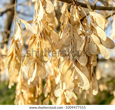 Dry seeds of maple on a tree in nature