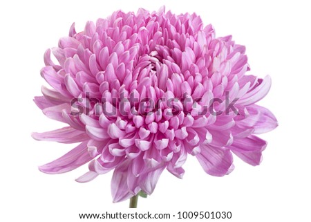 Purple chrysanthemum flower closeup isolated on white background