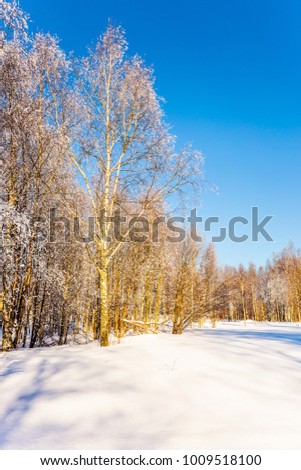 Woodlands in the Arctic. Transparent cold air of forest. Bright frosty winter day. The concept of extreme tourism