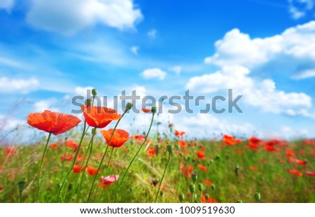 Flowers poppy on a background of the summer blue sky