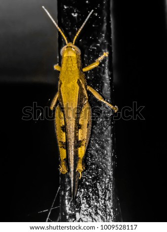 Golden grasshopper  picture 