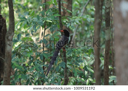 Bird in the forest