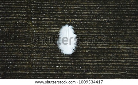 Delicate white feather on textured  background. A soft avian touch, gracefully resting on the earth, capturing the beauty of simplicity.