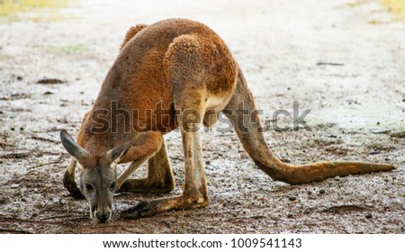 Kangaroo walks in the ZOO