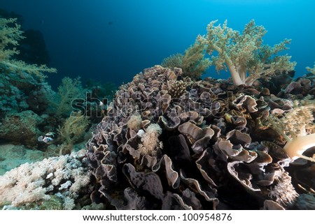 Elephant ear coral in the Red Sea