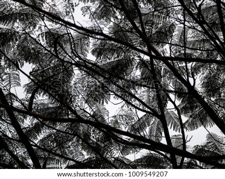 black leaves and branches gradient on white.