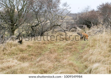 Red Fox in the Dunes 