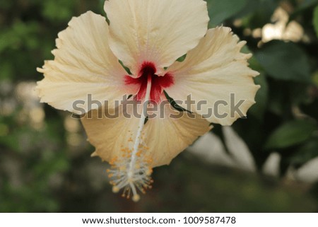 Hibiscus flower blooming in the morning