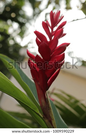 Red Flower blooming 