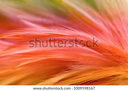 Colorful chicken feathers in soft and blur style for the background. bird
