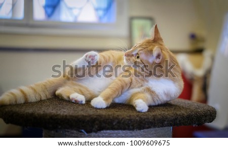 Picture of playing kitten