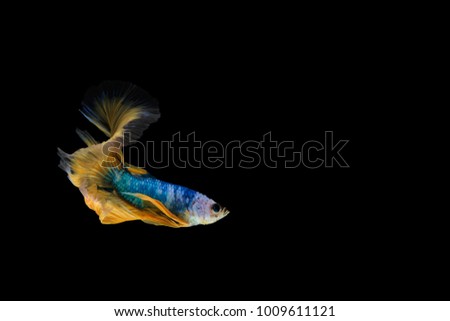 Betta fish, siamese fighting fish, betta splendens (Halfmoon fancy Yellow betta ),isolated on black background.
