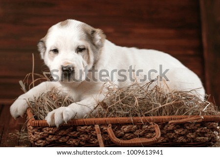 puppy on a wooden background