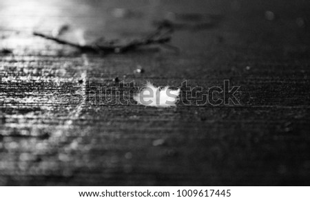 Small, soft white feather rests on a wet street surface. A delicate contrast in black and white, capturing the beauty of fragility and resilience.