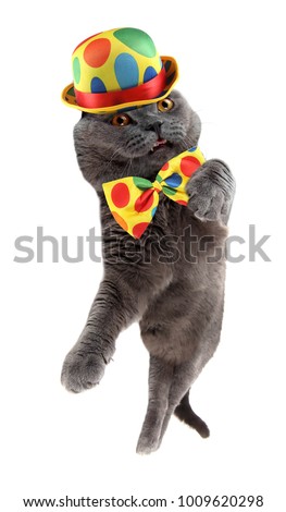 Funny clown cat isolated on white background