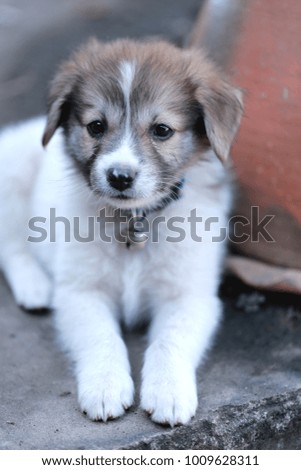 Cute puppy sit on the floor 