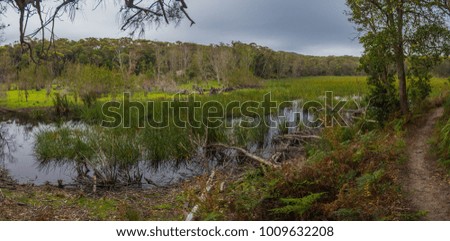 Typical wetland countryside in Booderee National Park with wild kangaroos