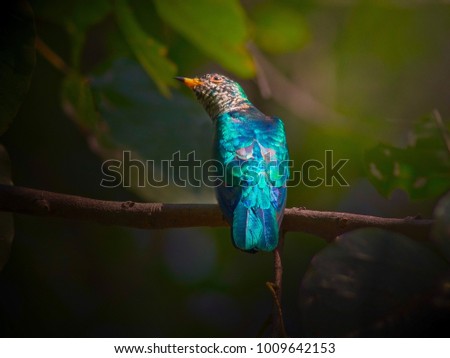 Beautiful green bird, Asian Emerald Cuckoo (Chrysococcyx maculatus ) Bird.