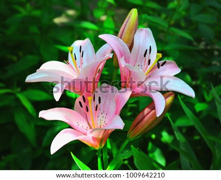 Pink lilies in sunlight