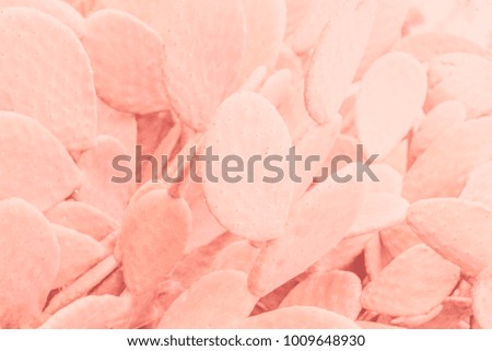 Pink cacti leaves background picture