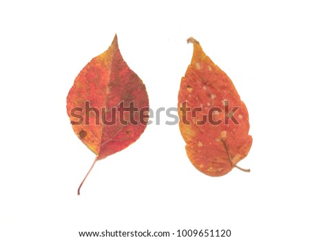 dry leaves on white background