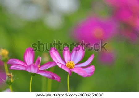 Pink cosmos flower. it's a beautiful flower and picture is selective focus. Concept is flower are the medium of love and concern.