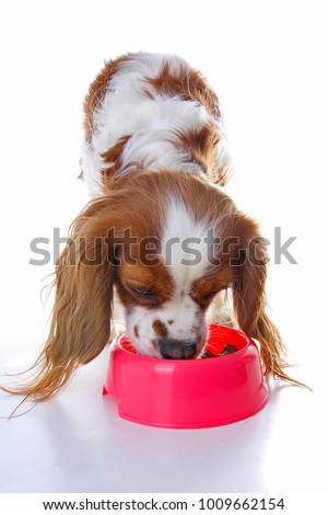 Dog puppy eating. Dog food photo illustration on white background. Cavalier king charles photos.