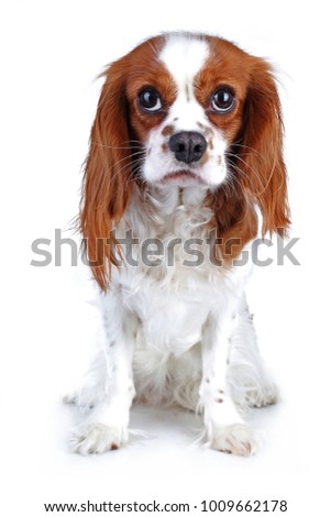 Spaniel dog puppy on white. Funny and cute cavalier king charles spaniel dog puppy on isolated white studio background for every concept..