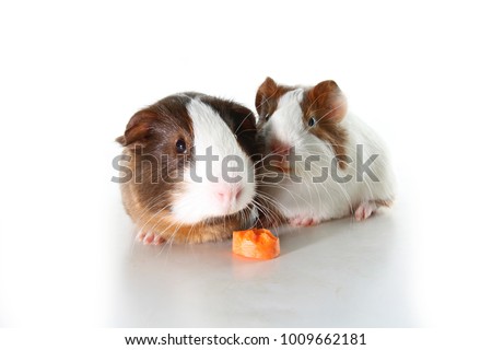 Guinea pigs on studio white background. Isolated white pet photo. Sheltie peruvian pigs with symmetric pattern. Domestic guinea pig Cavia porcellus or cavy