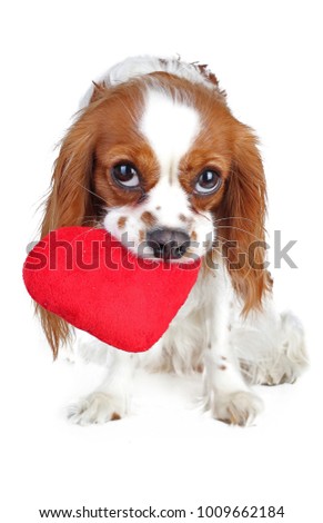 Valentines day photo. Dog with hear. Puppy with plush sof heart. Valentine's day spaniel. Puppy love. Cute king charles for every concept.