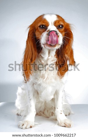 Spaniel dog puppy on white. Funny and cute cavalier king charles spaniel dog puppy on isolated white studio background for every concept..