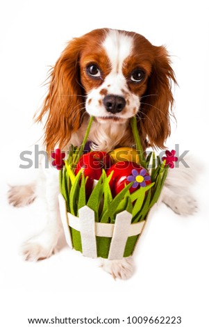 Easter eggs in basket with easter dog. Happy easter. Cavalier king charles spaniel holding easter egg basket on isolated white background.