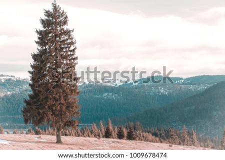 Fir trees mountain background