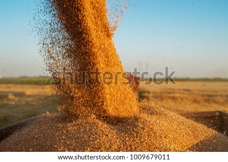 Close up view of combine harvester pouring a tractor-trailer with grain during harvesting.