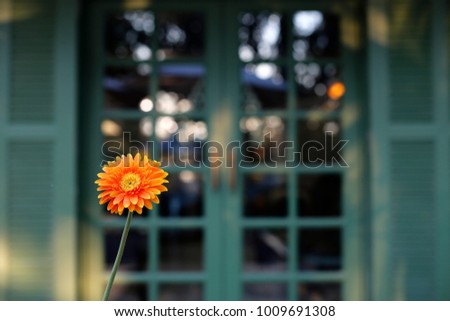 Beautiful flower orange color on green background