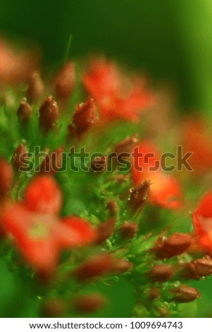 Inflorescence with red flowers of Kalanchoe, with drops of water after rain, selective focus, macro