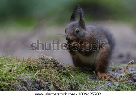 Red squirrel in a forest in a nice setting