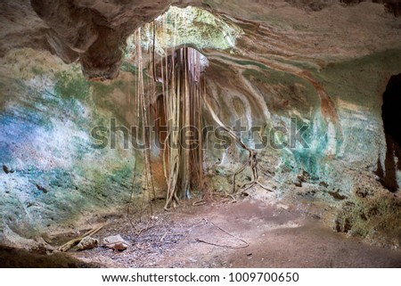Cuba. Varadero. Cave Ambrosio. A bunch of roots in the ceiling of the malachite hall