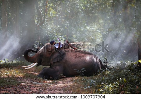 A students read the book on the elephants,Surin,Thailand,                