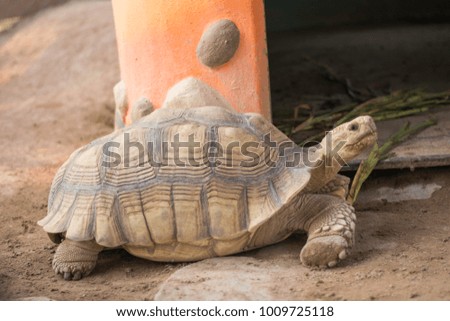 brown color turtle partrait reptile animal  slow walk