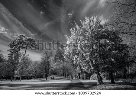 Infrared landscape taken in a park