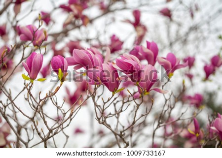 Purple magnolia image