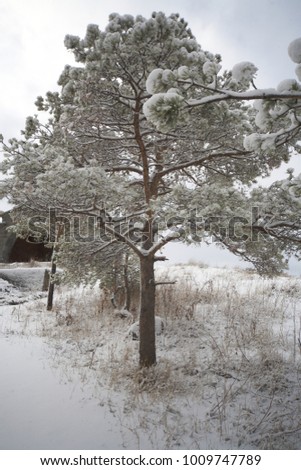 Big snow-covered pine
